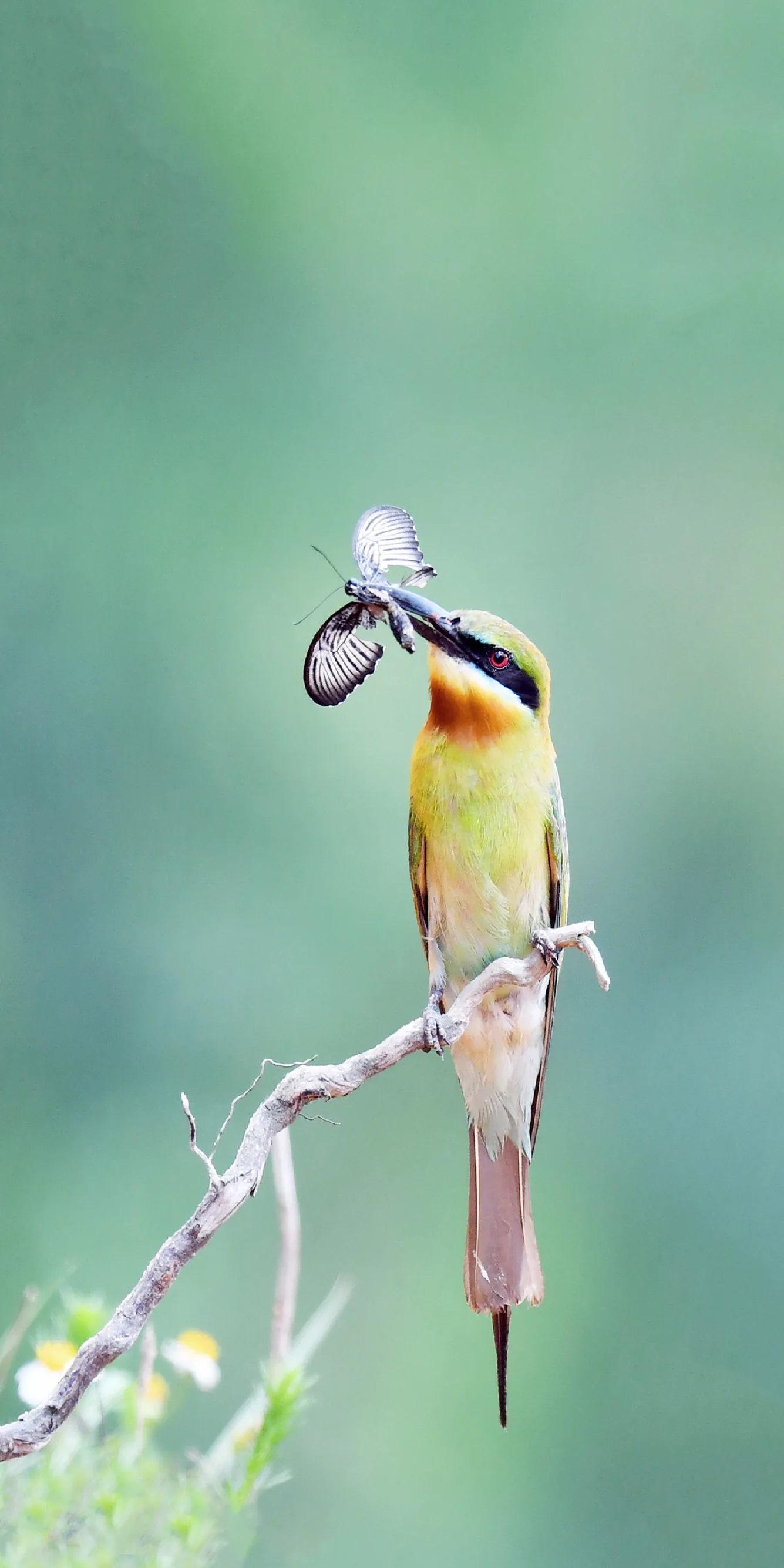 A beautiful bird perched on a branch in Xiamen
