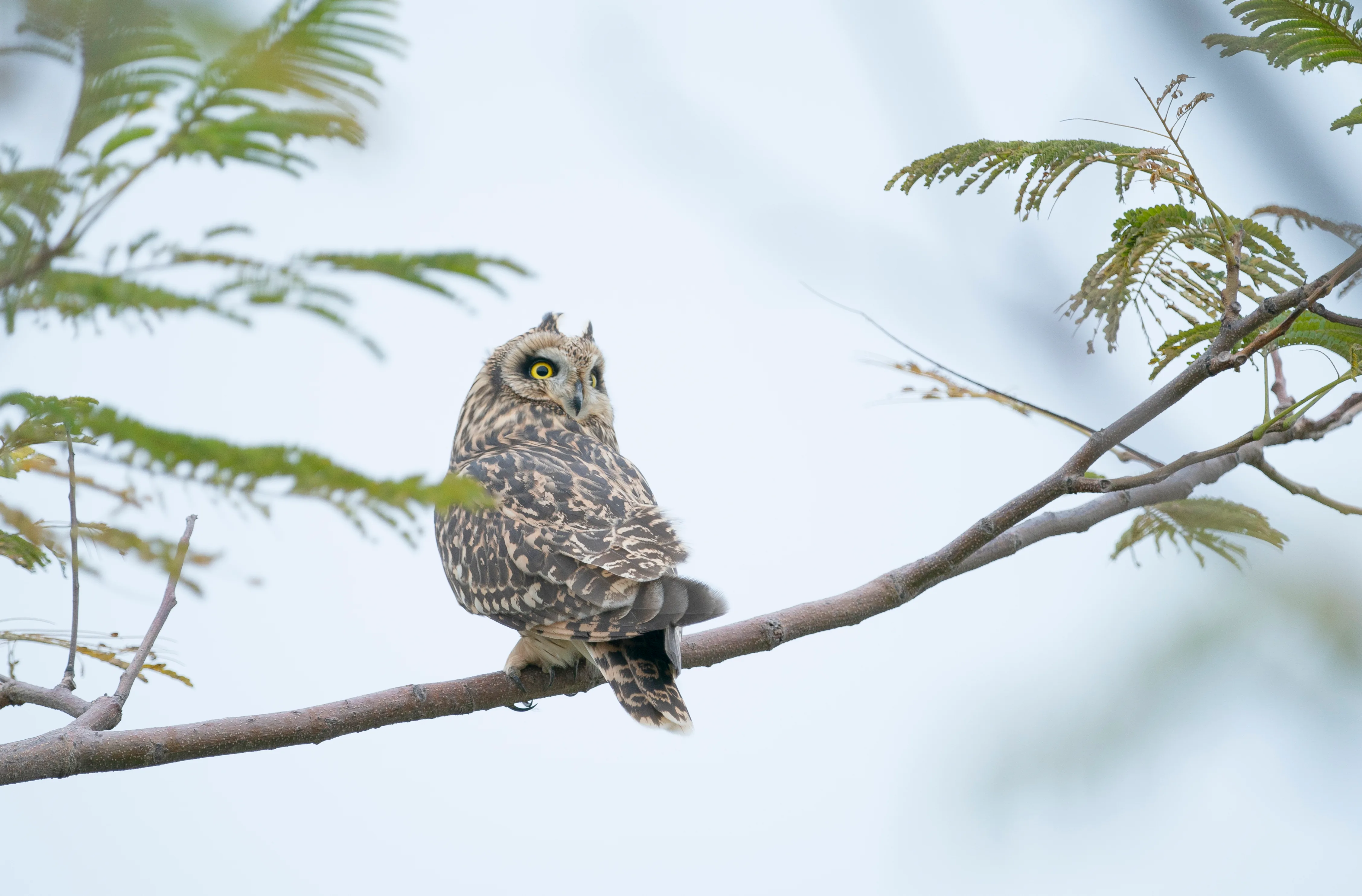 Close up of a vibrant tropical bird species